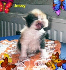 jessy2